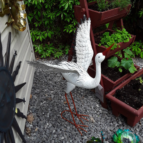 #Bird222 White Heron with Wings Out
