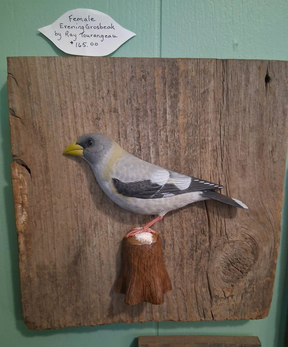 Female Evening Grosbeak