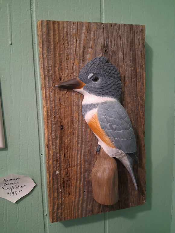Female Belted Kingfisher